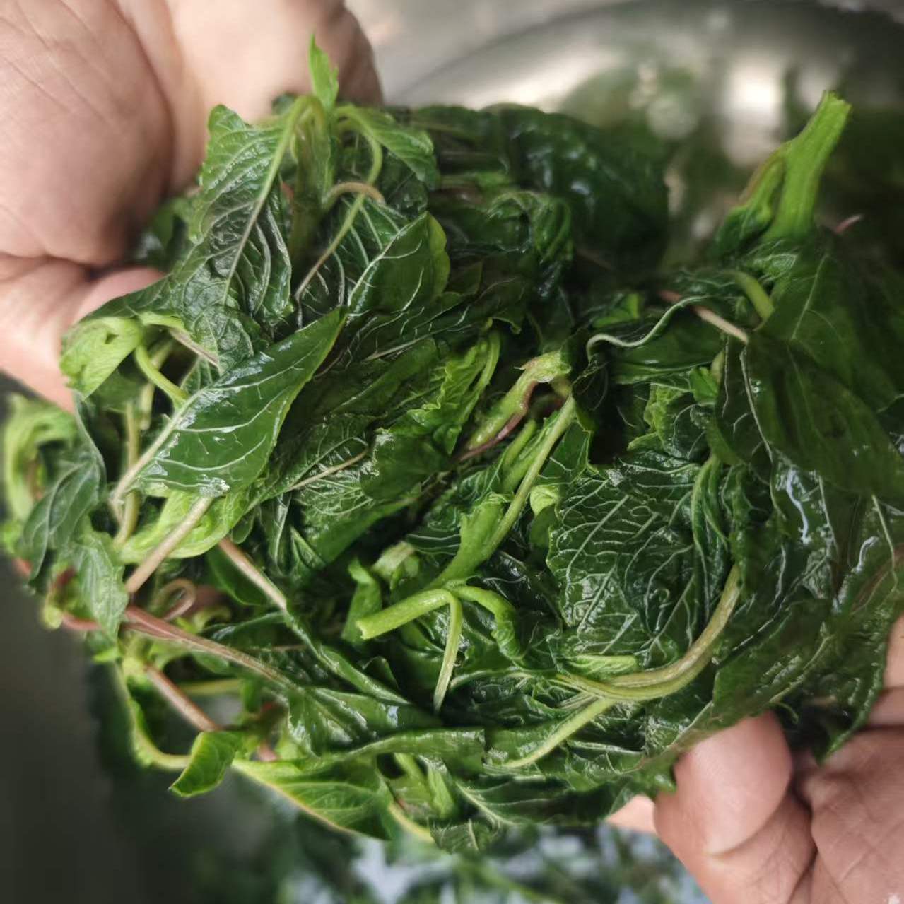 26年新鲜绿苋菜农家线线菜头茬青苋菜商用野生人汉菜银子菜包邮