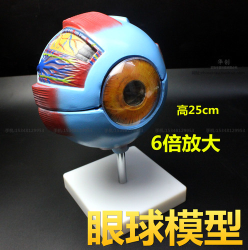 6倍放大自然眼球解剖模型生物科学医学眼睛教学眼珠构造模型眼科