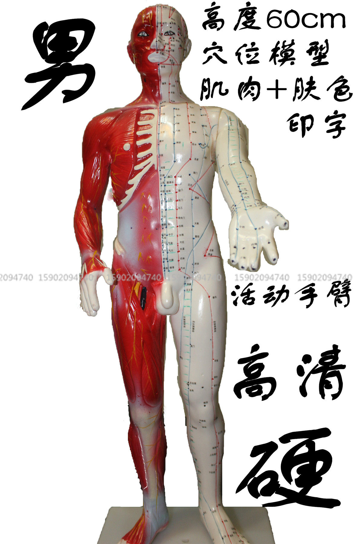 半肤色解剖经络穴位教学模型人体针灸模型骨骼教学模型男性硬模型