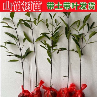 山竹苗正宗岭南黄金山竹果树苗盆栽地栽山竹树苗南方种植带土带叶