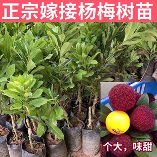 杨梅树树苗正宗嫁接东魁杨梅树苗黑炭杨梅树果苗乌梅树苗南方种植