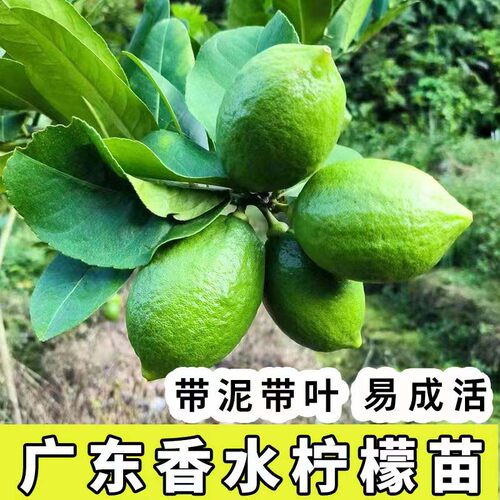 台湾香水柠檬带土带叶易成活