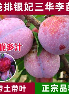 正宗钱排三华李子蜂糖李树苗