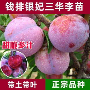 钱排银妃三华李子树苗红心嫁接蜂糖早熟三月李子树水果苗南方种植