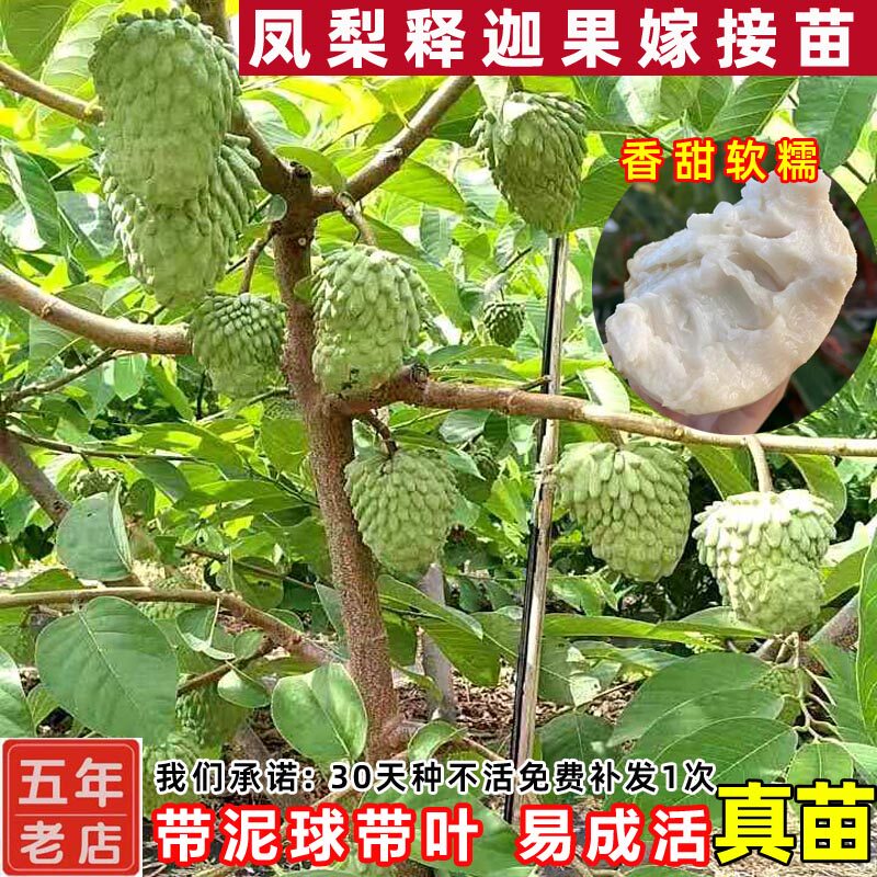 台湾凤梨释迦果苗树嫁接番荔枝果树苗榴莲释迦果苗南方种植带土 - 实物图