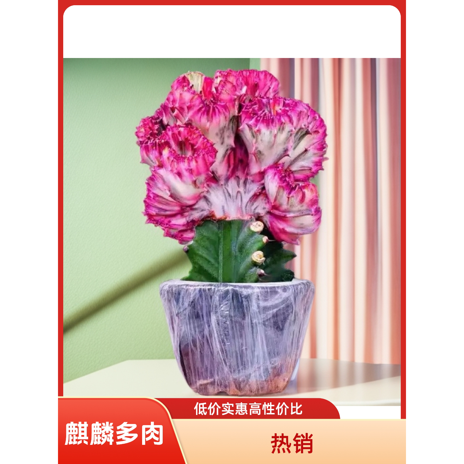 玉麒麟多肉植物盆栽室内花卉
