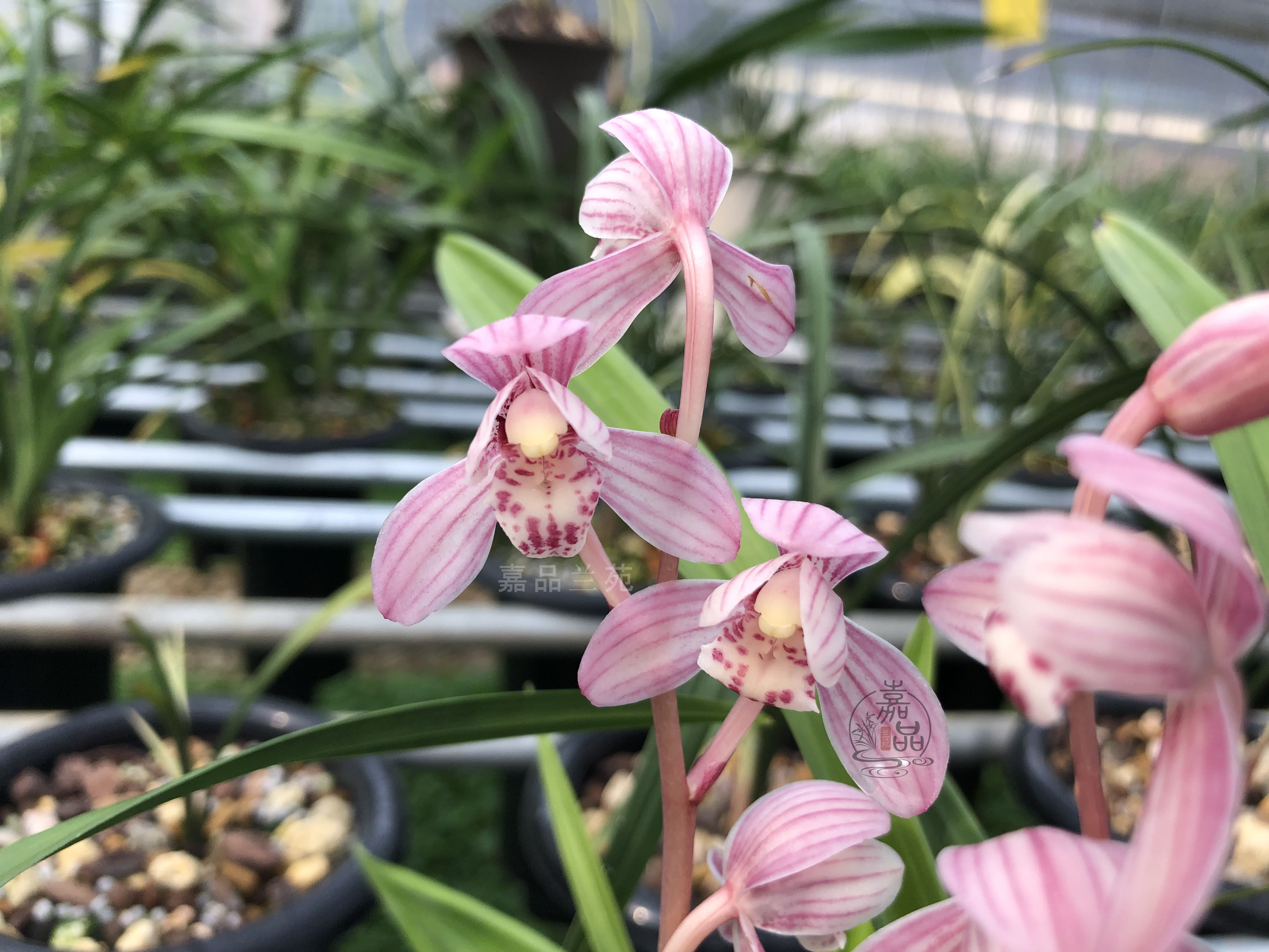 四季建兰 东方红荷名贵矮种兰花苗浓香荷瓣室内外花卉绿植盆栽