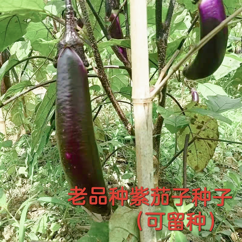 可留种紫皮长茄子本地茄子春夏播种小时候茄子种子可持续留种籽