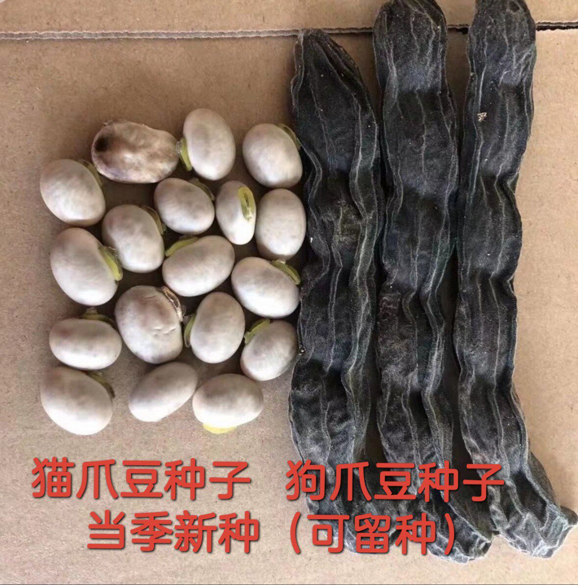 早熟龙爪豆种子 狗爪豆自种狗仔豆种 狗儿豆猫爪豆虎豆种子可留种