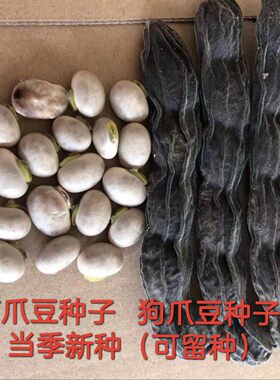 早熟龙爪豆种子 狗爪豆自种狗仔豆种 狗儿豆猫爪豆虎豆种子可留种
