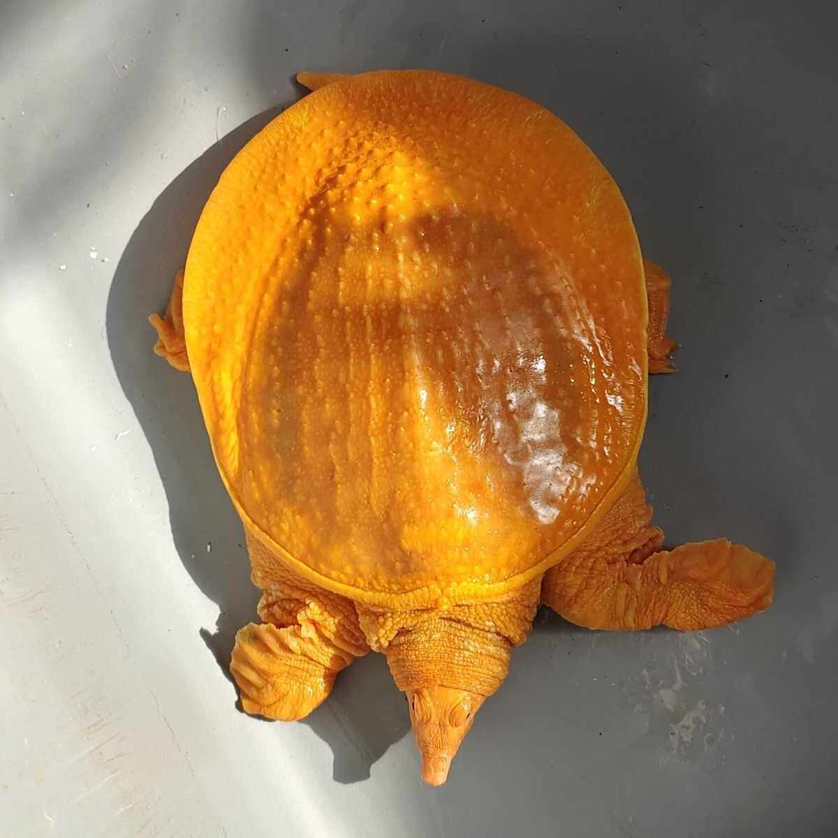 黄金鳖变异宠物深水甲鱼鳌养殖黄金甲黄化鳖白化甲鱼甲鱼苗黄金龟