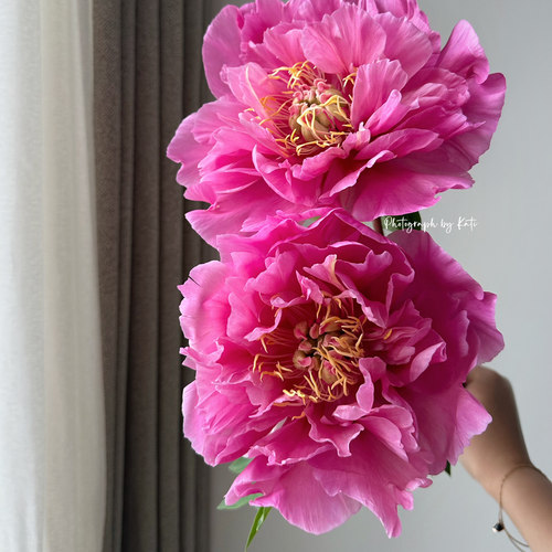 【进口伊藤系列·顺丰空运】伊藤系列稀有品种新千年草莓布丁奇迹