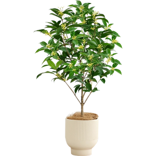 真桂花盆栽树苗四季桂家养耐寒耐冻花期超长的室外花卉植物多年生