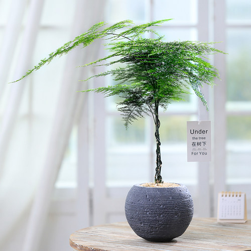 造型文竹办公室四季好养活