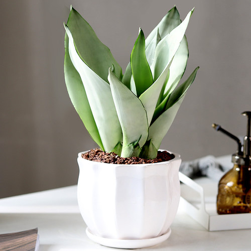 白玉虎皮兰桌面花卉客厅好养绿植