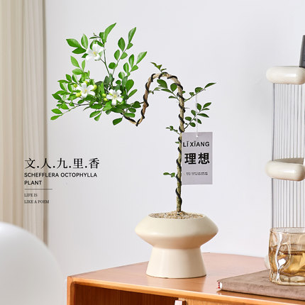 文人九里香盆栽绿植室内办公室客厅好养活四季植物七里香老桩盆景