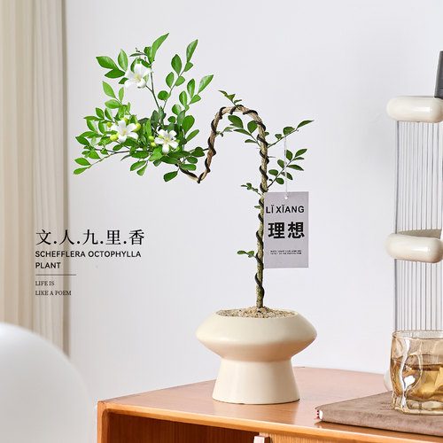 文人九里香盆栽客厅老桩盆景