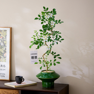 婀娜美人九里香盆栽室内植物客厅办公室花卉茶室禅意绿植四季好养