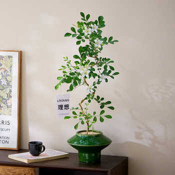 婀娜美人九里香盆栽茶室四季好养