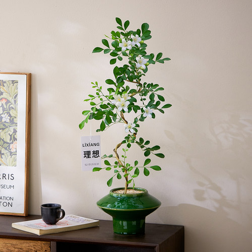 婀娜美人九里香盆栽茶室四季好养