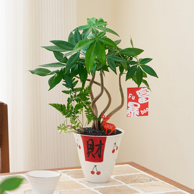 绿植盆栽桌面客厅好养发财树摆件