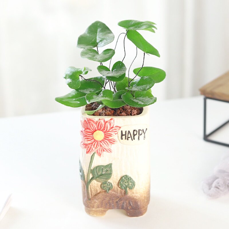 心愿蕨盆栽网红蕨类植物书房办公室绿植桌面小盆景室内耐阴好养活