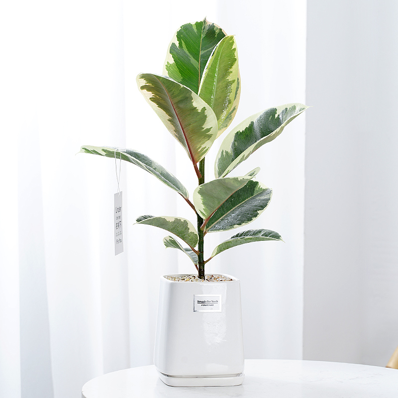 花叶橡皮树绿植室内盆栽植物花卉办公室电视柜旁边四季好养花金刚