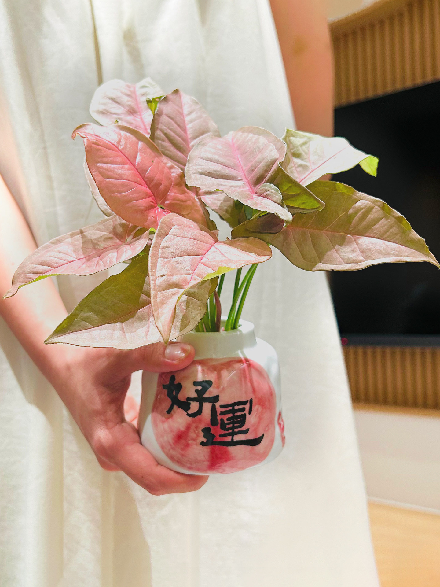 红粉佳人合果芋桌面绿植小盆栽办公室客厅高级感水培植物室内好养