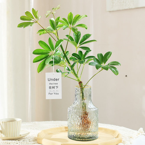 鸭脚木客厅四季好养活