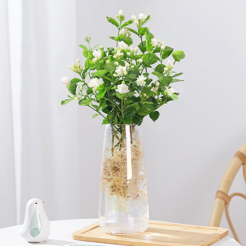 雅花匠茉莉花水培四季好养