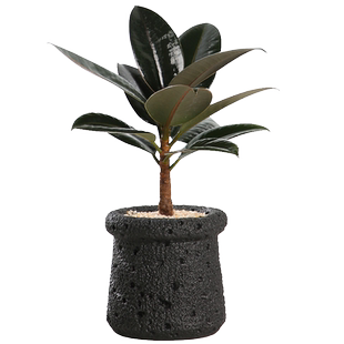 黑金刚橡皮树办公室小热植工位绿植室内盆栽植物客厅好养活高级感