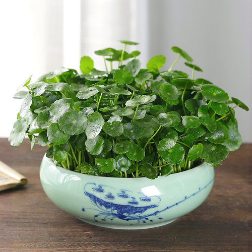 招财大叶四季鱼缸水栽好养铜钱草
