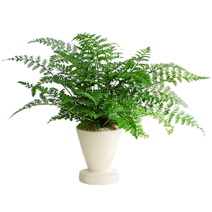 吉姆蕨盆栽蕨类植物懒人门口室内办公室电视柜旁边绿植好养活四季