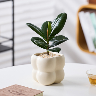 观叶植物 橡皮树绿金刚工位绿植小盆栽室内桌面热植懒人好养活四季