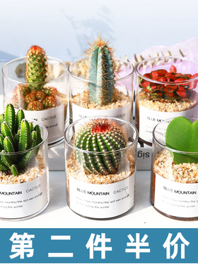 多肉植物仙人掌盆栽室内肉肉仙人球小植物开花办公室工位桌面绿植