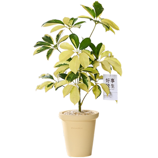花叶鸭脚木盆栽室内客厅办公室工位绿植高级感好养活四季懒人植物