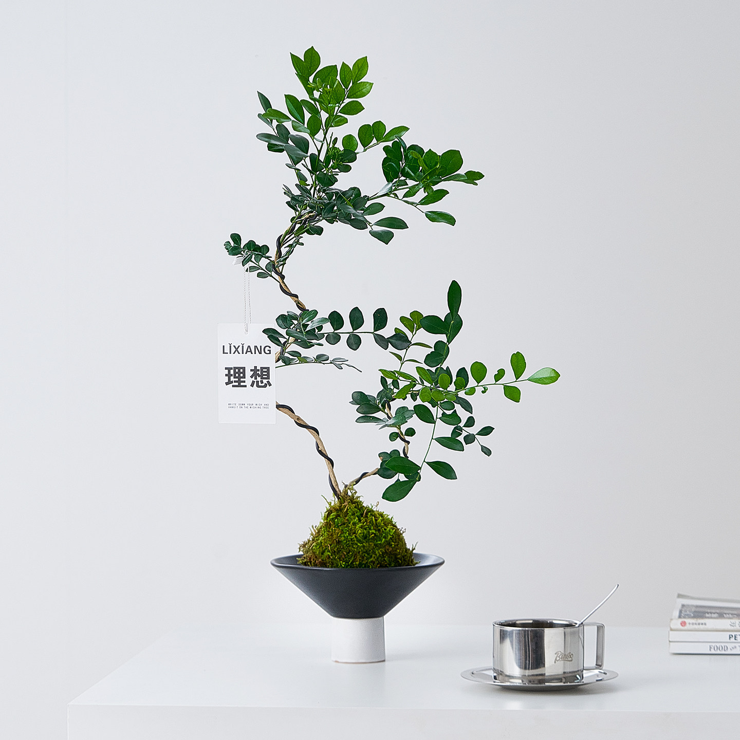 九里香盆栽桌面苔藓球花卉好养活图片