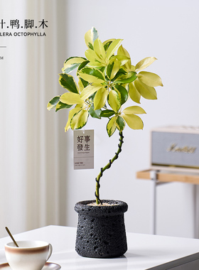 花叶鸭脚木盆栽门口室内卧室办公室工位绿植高级感好养活四季植物