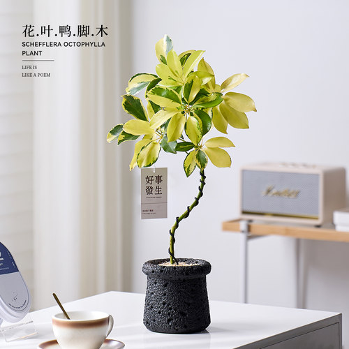 花叶鸭脚木盆栽办公室工位好养活