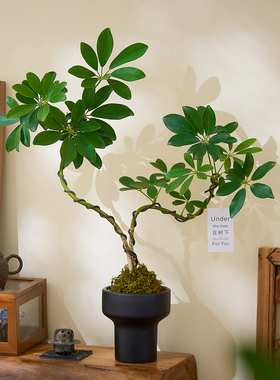 双杆造型鸭脚木盆栽苔藓球植物办公室绿植高级感客厅桌面花卉好养