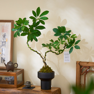 双杆造型鸭脚木盆栽苔藓球植物办公室绿植高级感客厅桌面花卉好养