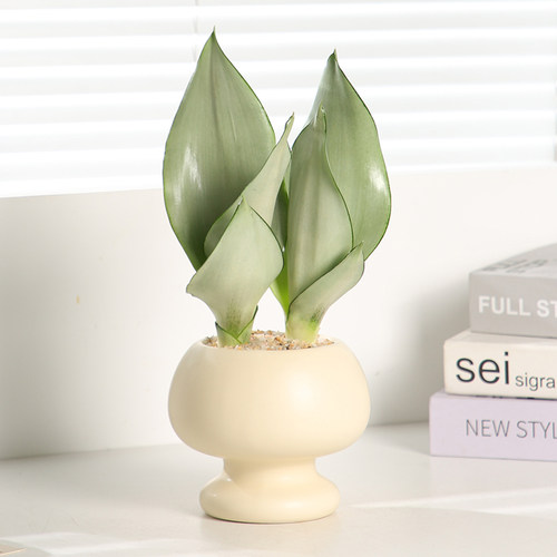 双子白玉虎皮兰桌面绿植好养活