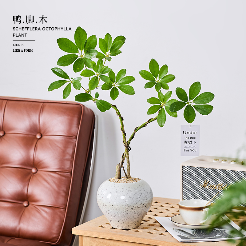 双苗鸭脚木盆栽办公室客厅好养