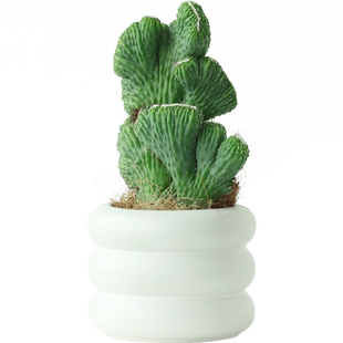 五指山仙人掌盆栽多肉植物大颗室内稀有品种耐旱办公室工位小绿植