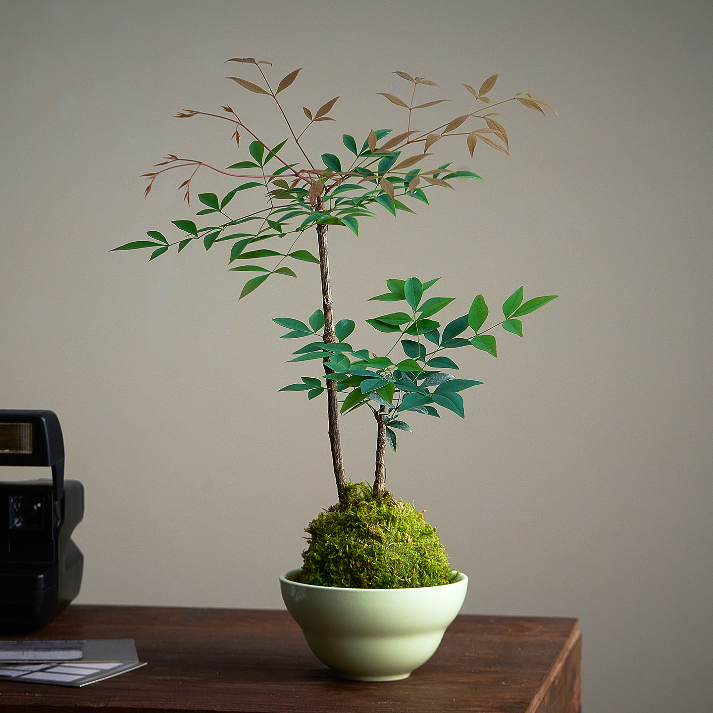 苔藓球植物盆栽南天竹茶桌好养活图片