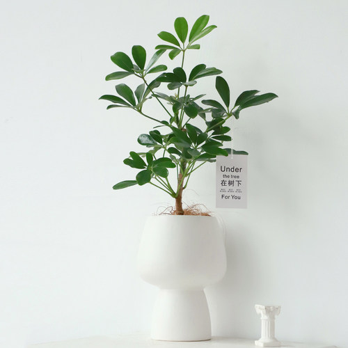 鸭脚木盆栽室内四季好养活