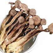 新疆土特产山蘑菇煲汤炒菜拌面农家鹿茸菇菌菇500克干品 包邮