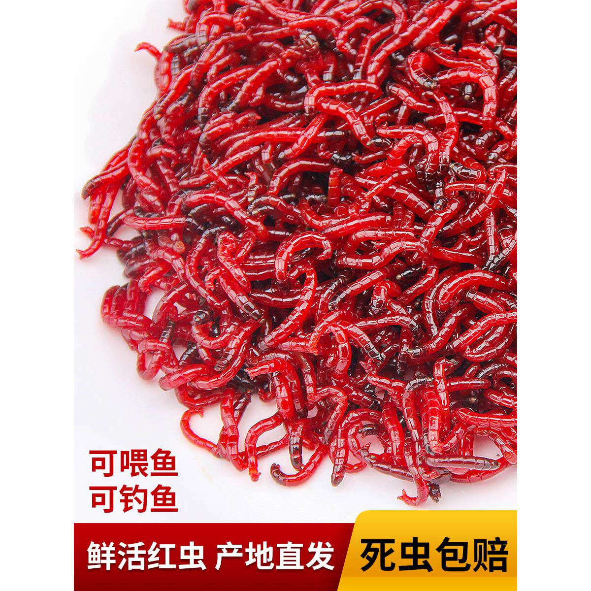 红线虫天津鲜活红虫活饵特大号黑头公虫活体鱼饵钓鱼拉饵野钓饵料