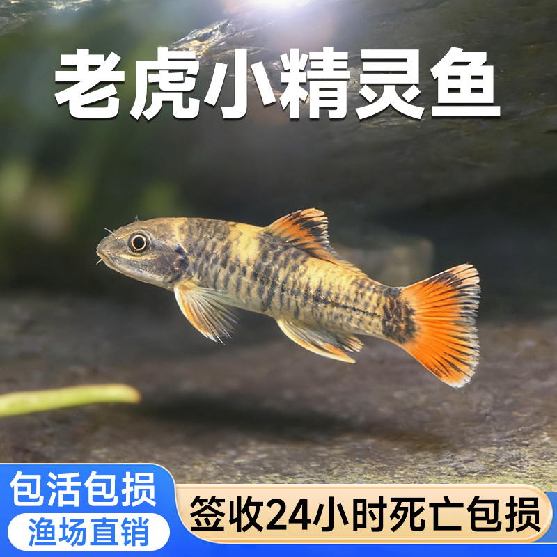 老虎小精灵鱼虎纹精灵鱼淡水进口原生除藻除残渣青苔工具鱼活体鱼