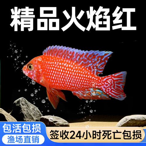 马鲷鱼热带观赏鱼中小型淡水OB孔雀蓝阿里火焰红岩栖三湖慈鲷活体